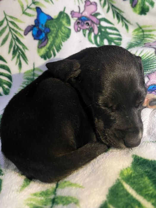 Estes patudos procuram um lar cheio de amor!