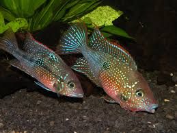 GB Pielęgnica Eliota (Thorichthys ellioti)