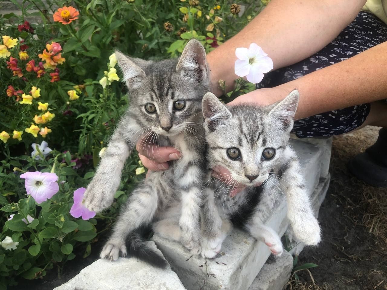 Кошенята безкоштовно