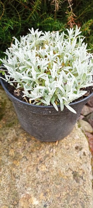 Вічнозелена ясколка