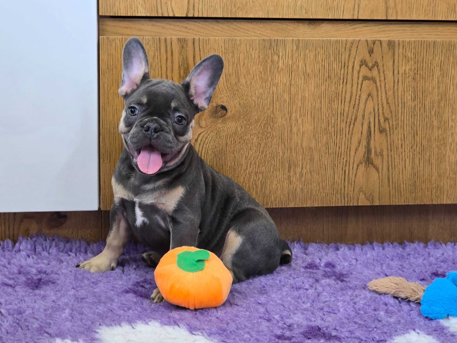 Buldog Francuski śliczny piesek Blue Tan