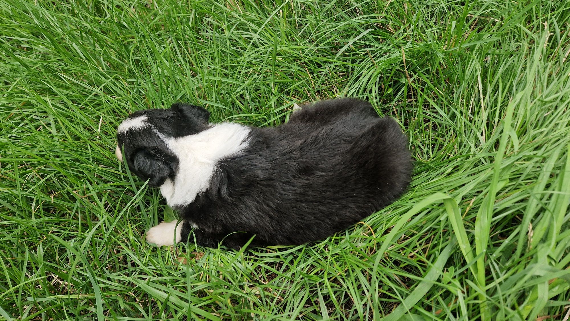Border Collie suczka suka szczeniak