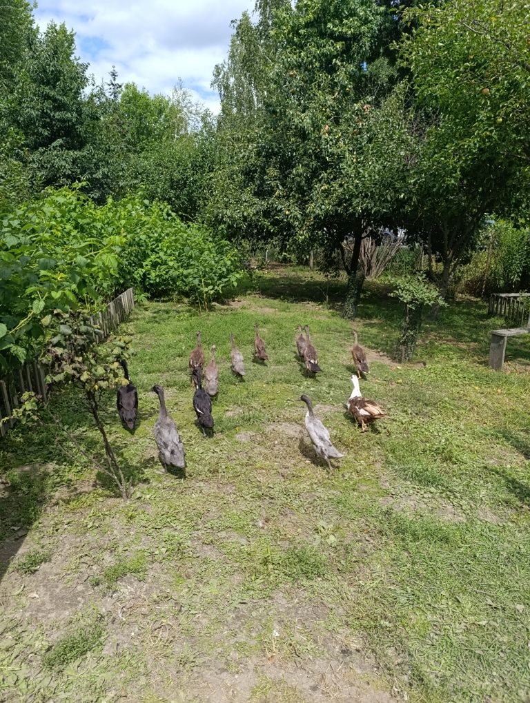 Biegus indyjski. Cena za sztuke