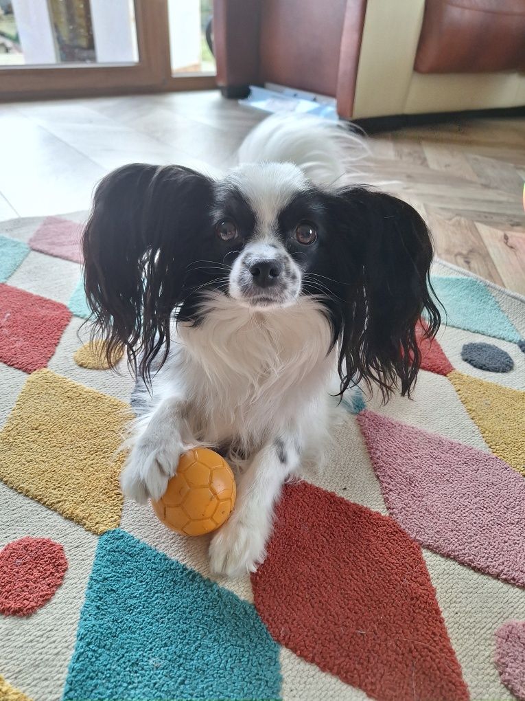 Papillon spaniel Kontynentalny chłopczyk sobolowy rudy