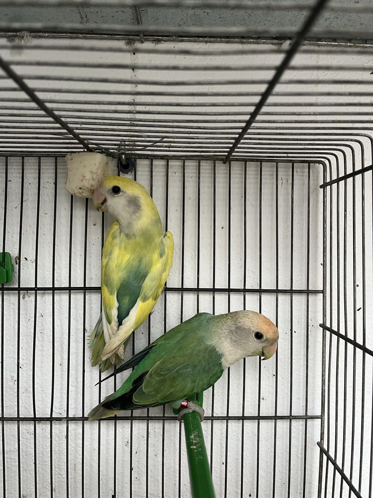 Casal de Roseicollis