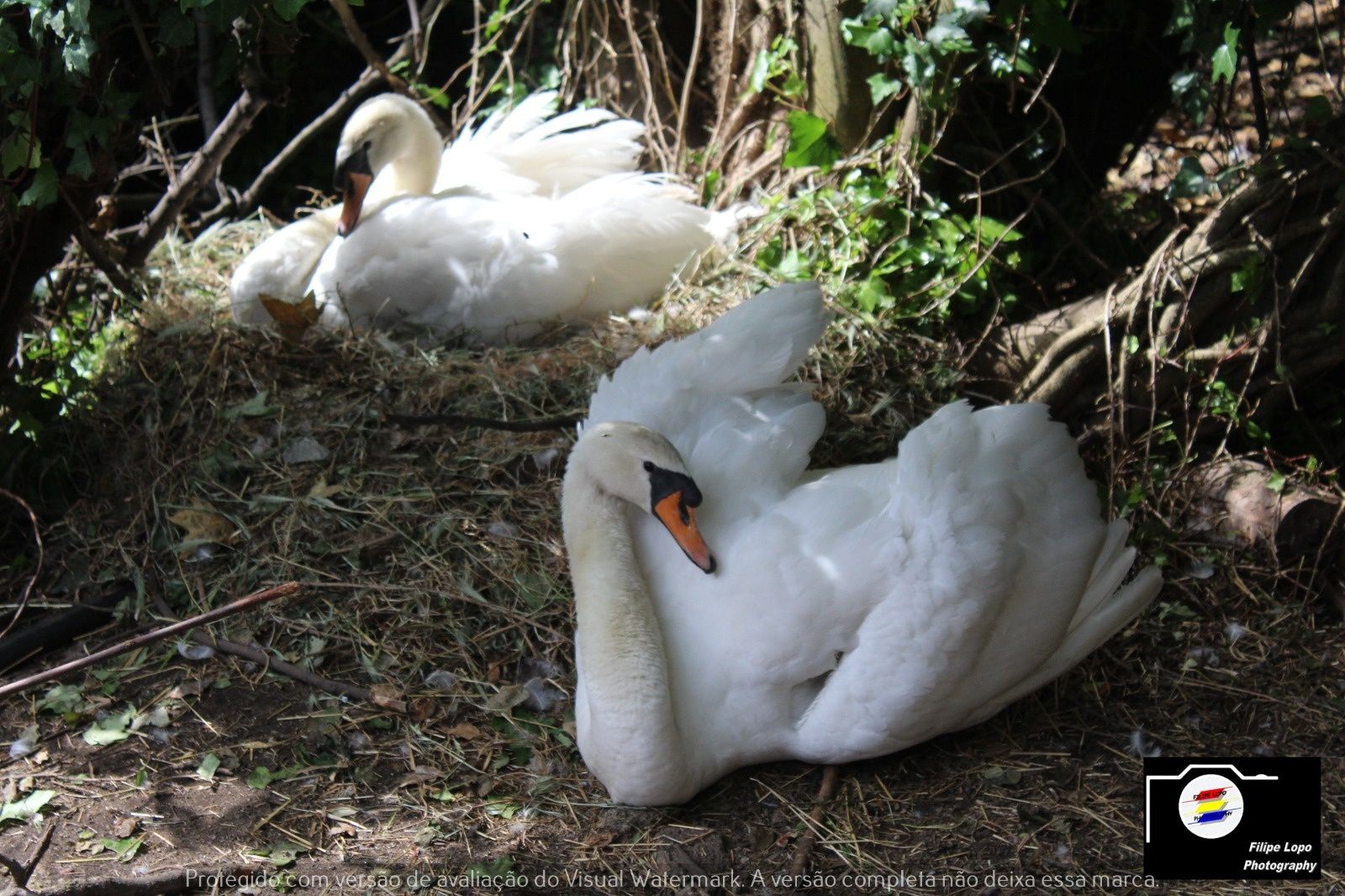 Casais de cisnes brancos adultos com idade reprodutora,