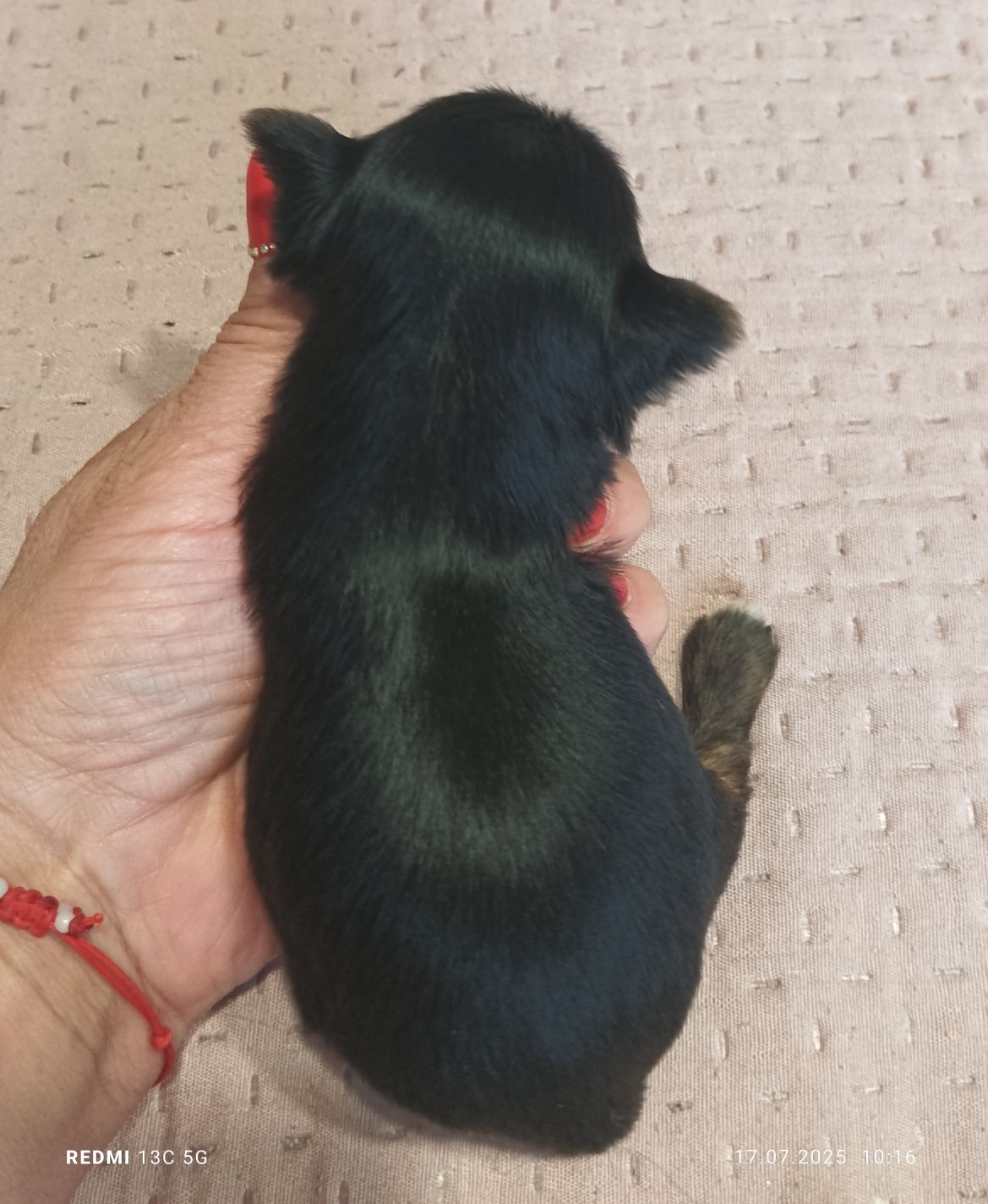 Yorkshire terrier
