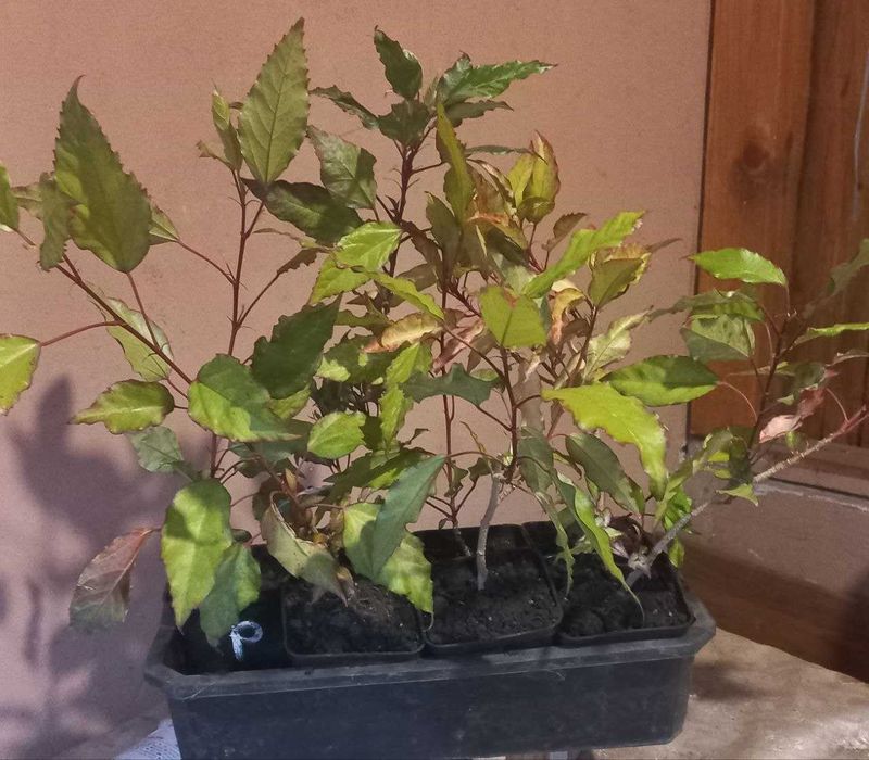 Продам  гибискусы, сосны,  форзицию,розмарин,ивы и  др  растения