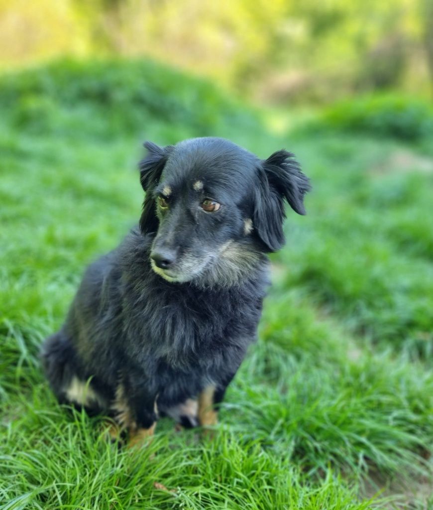 Kochana Lusia do adopcji