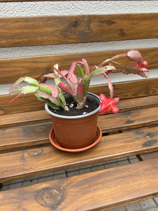 Vendo suculentas com flor.