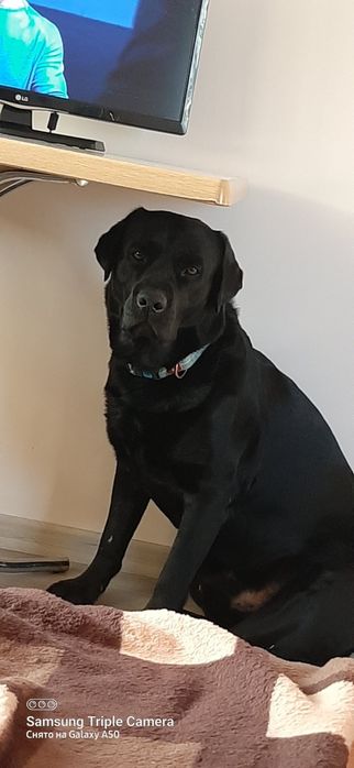 Шукаємо сучку для в'язки .