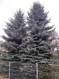 Świerk srebrny duża choinka ok 10 metrów, cztery drzewa