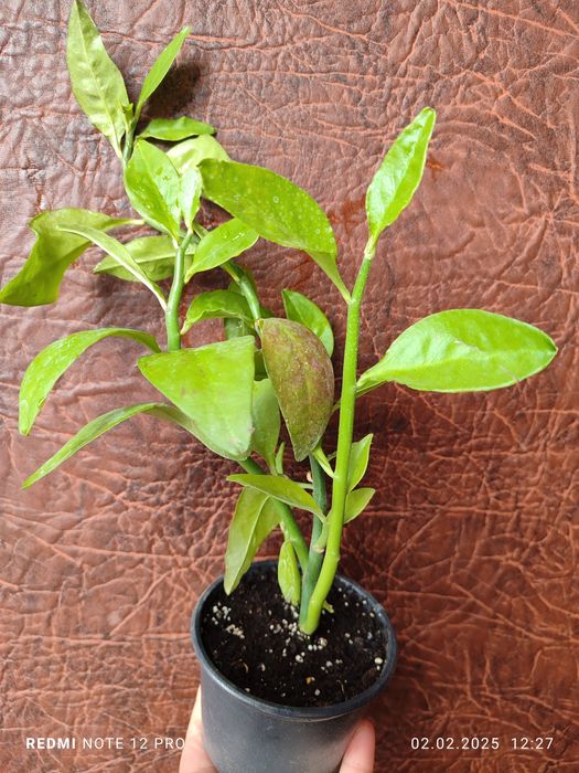 Каланхое, хамедорея, аглаонема, плектрантус, педілантус