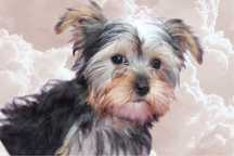 Mini yorkshire terrier