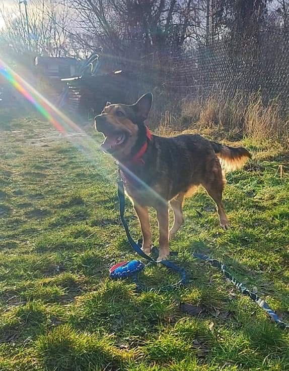 Duży pies szuka domu, mix husky