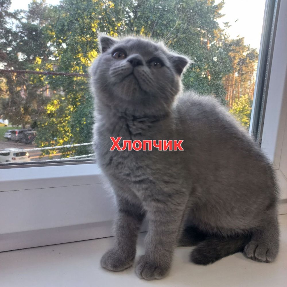 Шотланські короткошерстні