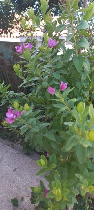 Polygala myrtifolia ( arbusto borboleta )