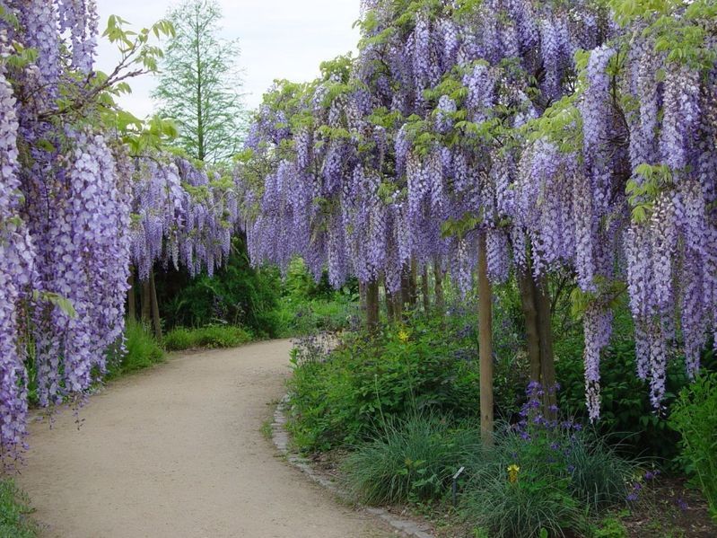 WISTERIA Glicynia Szczepiona Cena 75 zł