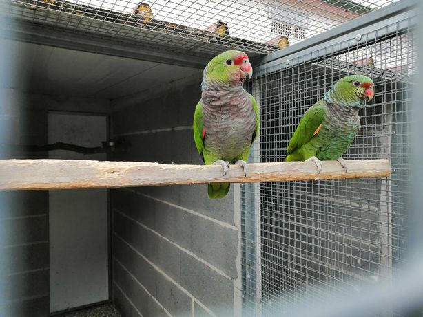 Papagaios ; araras de 2022 ,preços - DIFEREM -  consoante espécie