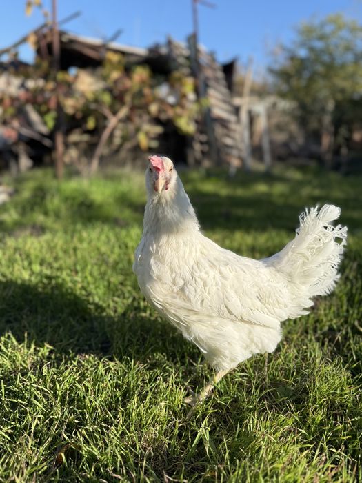 Молодка несушка с первым яйцом