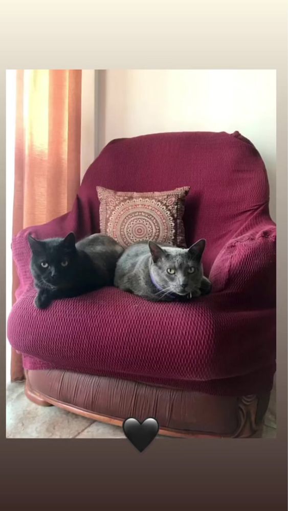 Petsitting/Catsitting/Dogsitting