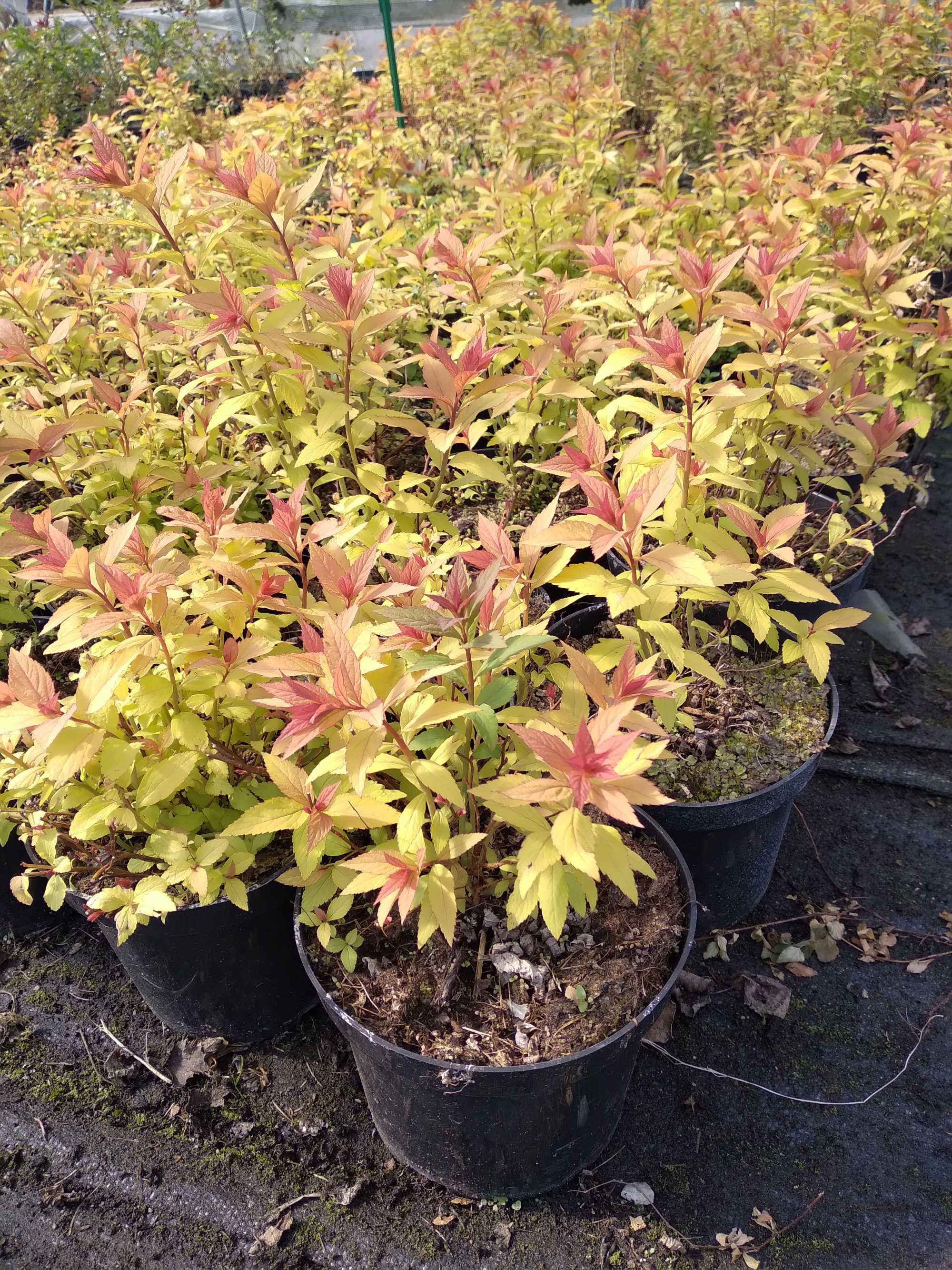 tawuła japońska 'Goldflame', Spiraea japonica 'Goldflame'