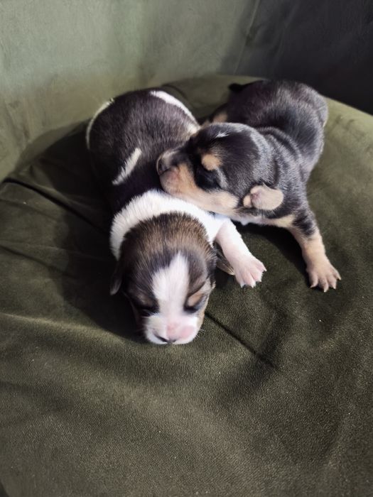 Szczeniaki oddam za darmo