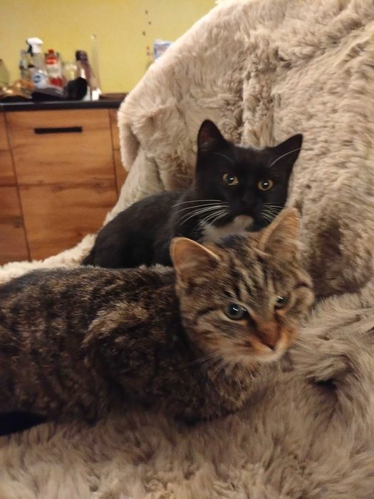 Oddam 2 kotki koty mają 6 msc