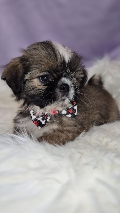 Shih Tzu wesoły piesek gotowy do odbioru