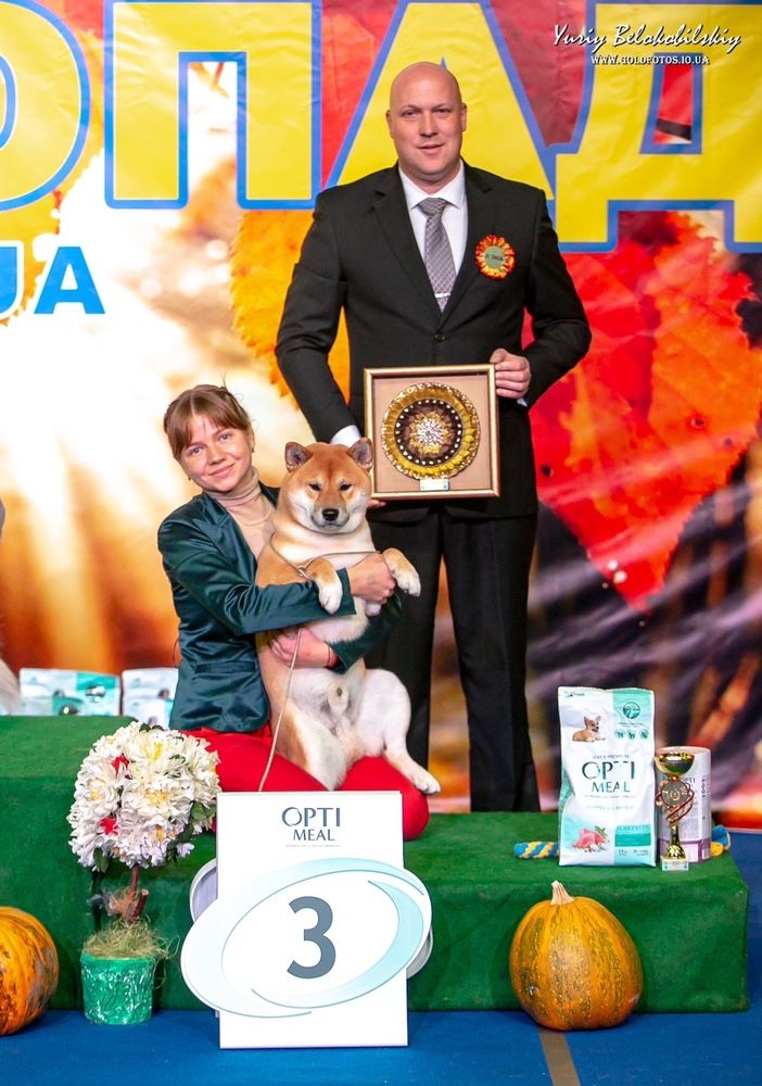 Вʼязка Шиба-Іну Супер Гранд Чемпіон