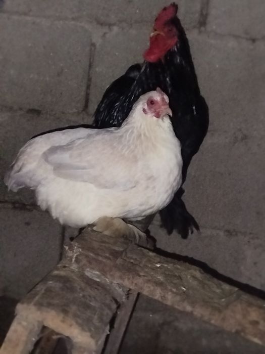 Galo super lindo
Macho muito bonito.
Super meigo e calmo.
Canta muito