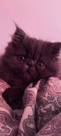 Kotki Perskie trzy miesięczne nauczone korzystać z kuwety