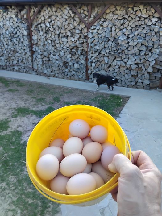 Jajka od szczęśliwych kurek.