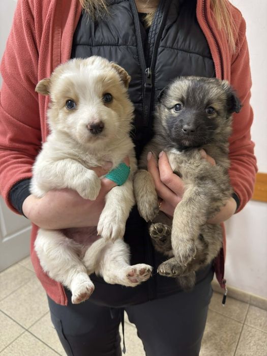 Szczeniaki do pilnej adopcji