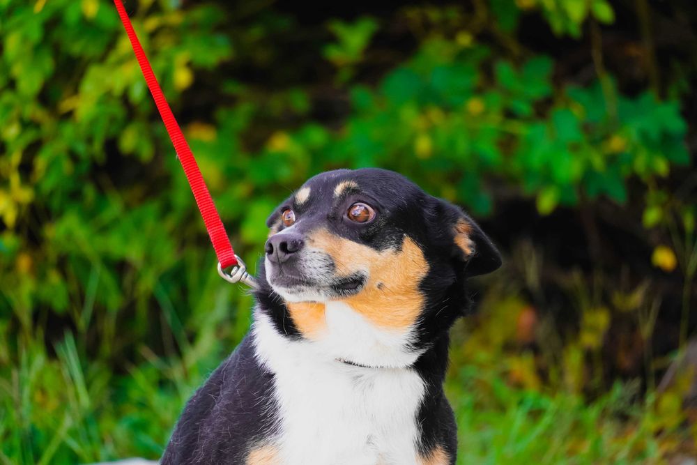 Fiber - uroczy piesek szuka domu