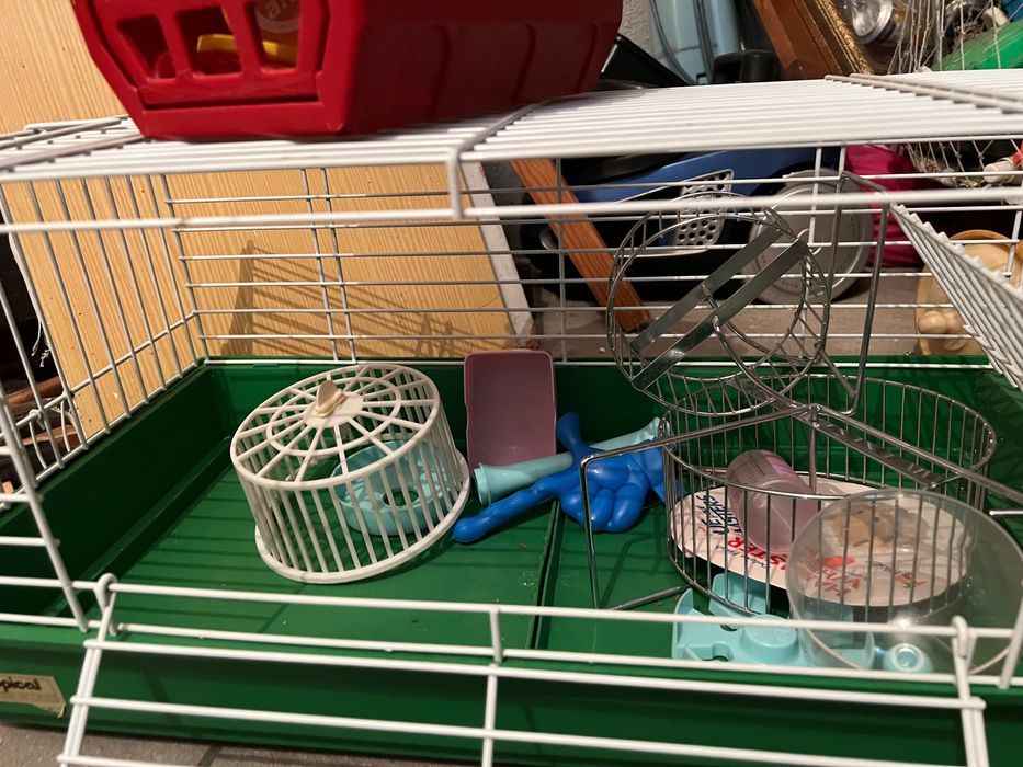 Gaila usada hamster rato, mais caixa de transporte