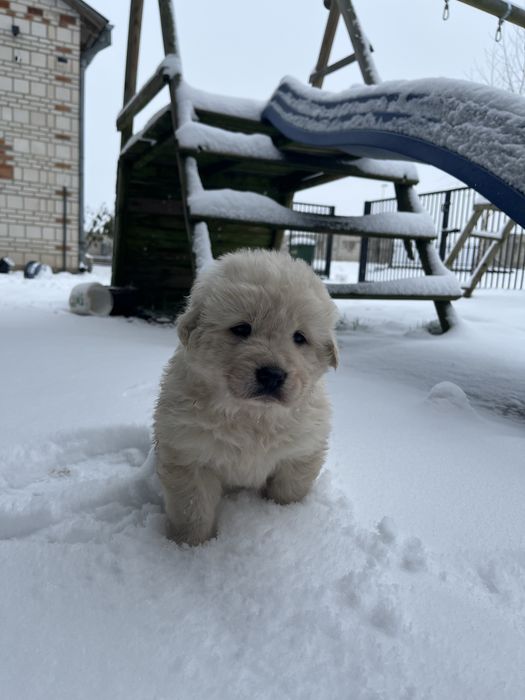 szczeniak owczarek podhalański