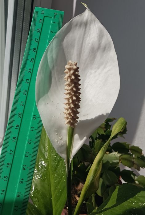 ,шлюмбергер, різдвяник,Аглаонема,,грошове дерево , спатифілум