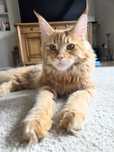 Maine Coon ruda 8 msc koteczka