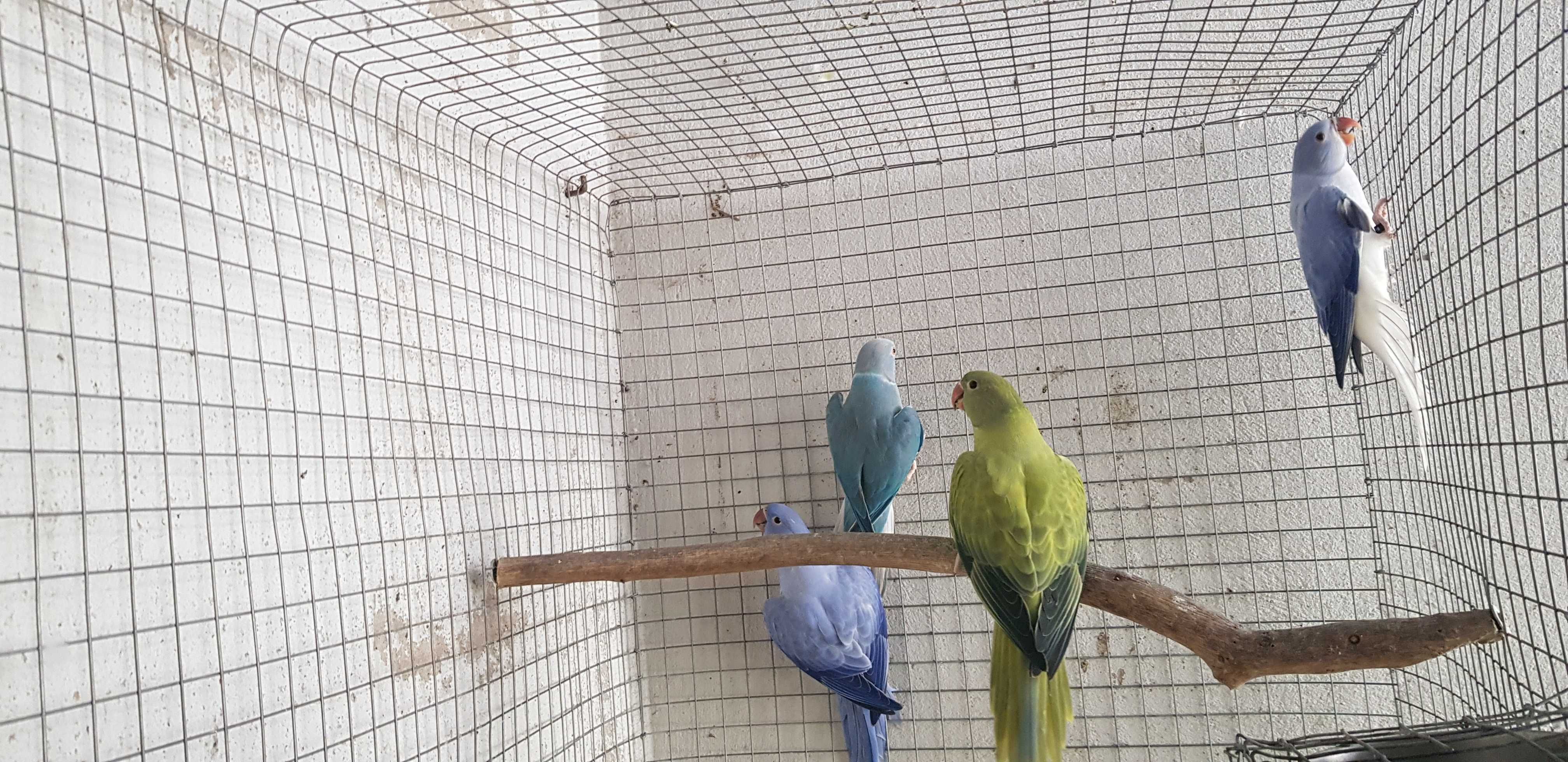 Ring neck opalinas