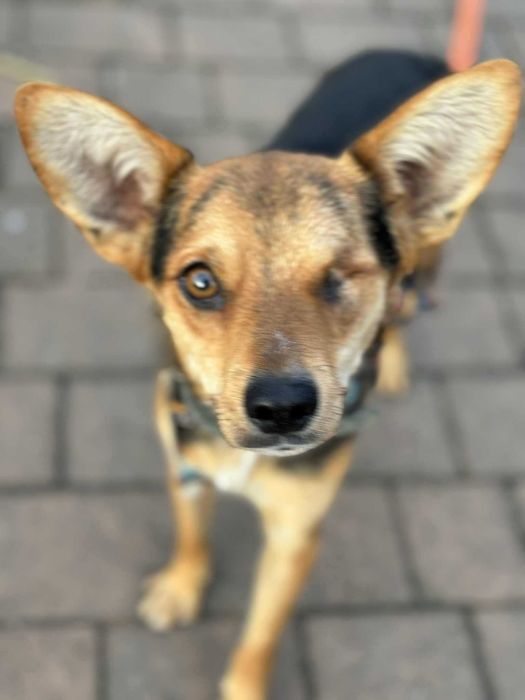 Kochany mały biedulek bez oka adoptuj