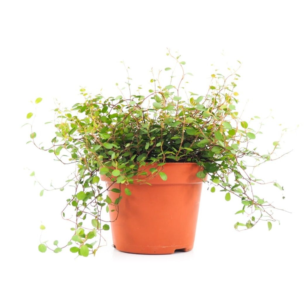 Muehlenbeckia plus gratis