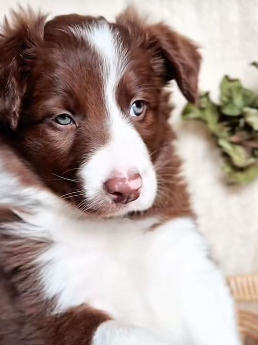 Szczeniak Border Collie