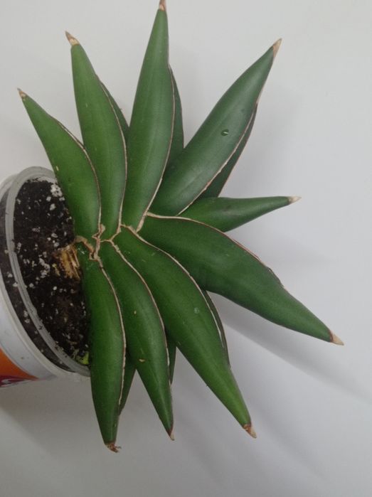 Сансевиерия Грин мулд Пагода Фрозен Лупс прайд Сиа стар Венди Стилиш ф