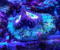 Koralowiec, zoanthus sunny delight premium_3,morskie