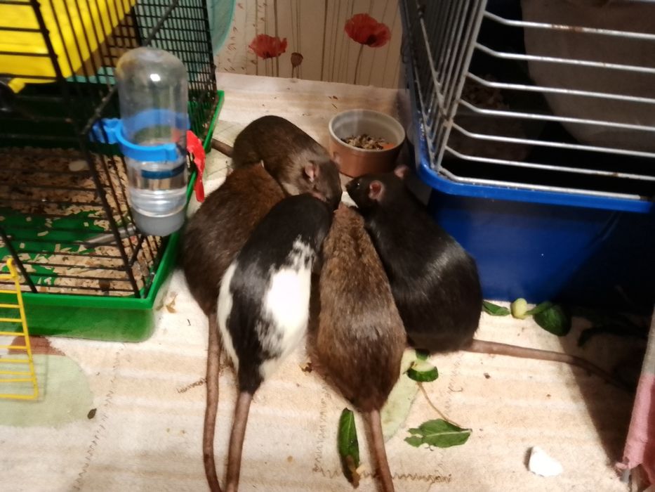 Корм, мешанка для крыс, щурів, пацюків,мішанина, Валерія та Хвости,3кг