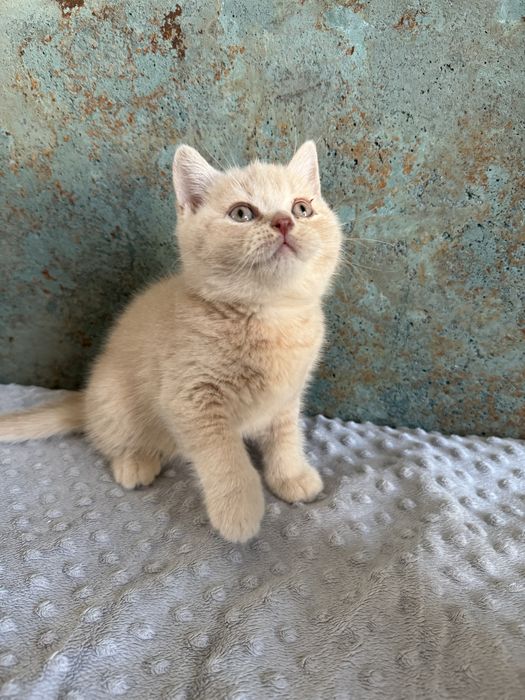 Flavia Liliowy Zakątek*Pl kotka w kolorze kremowym