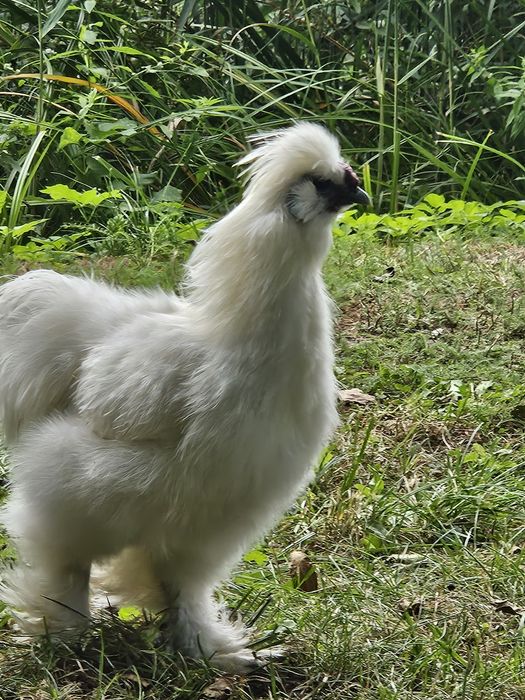 Kogut silka sprzedam zamienie