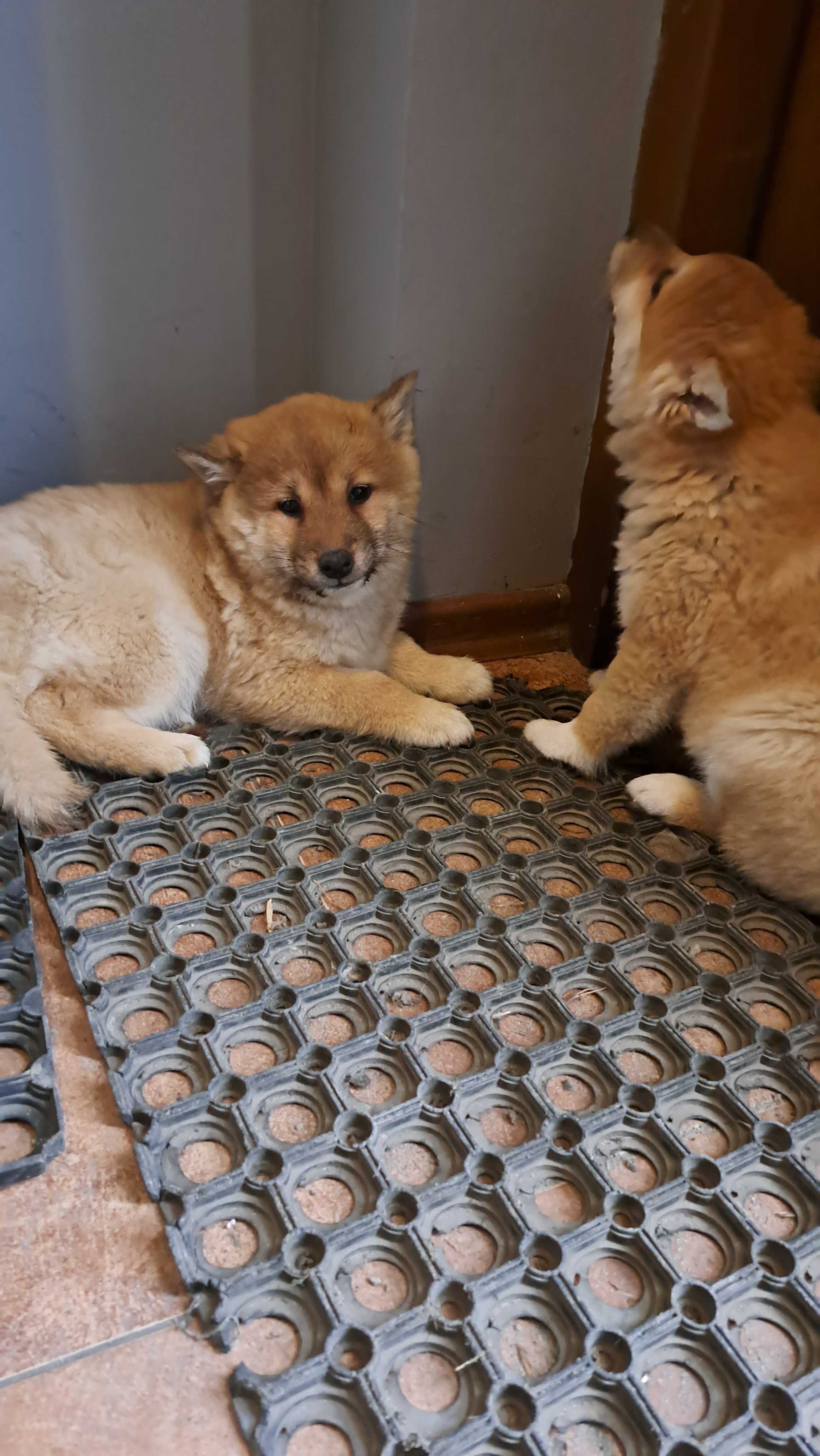 Shiba inu PIesek