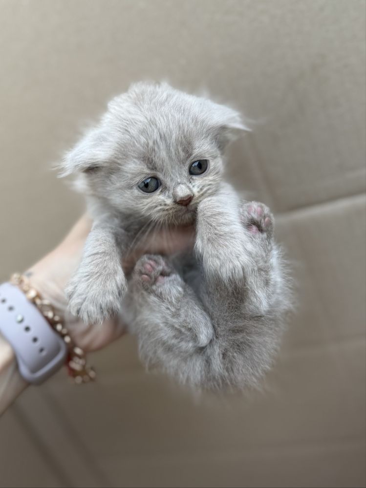 Шотландські  кошенята